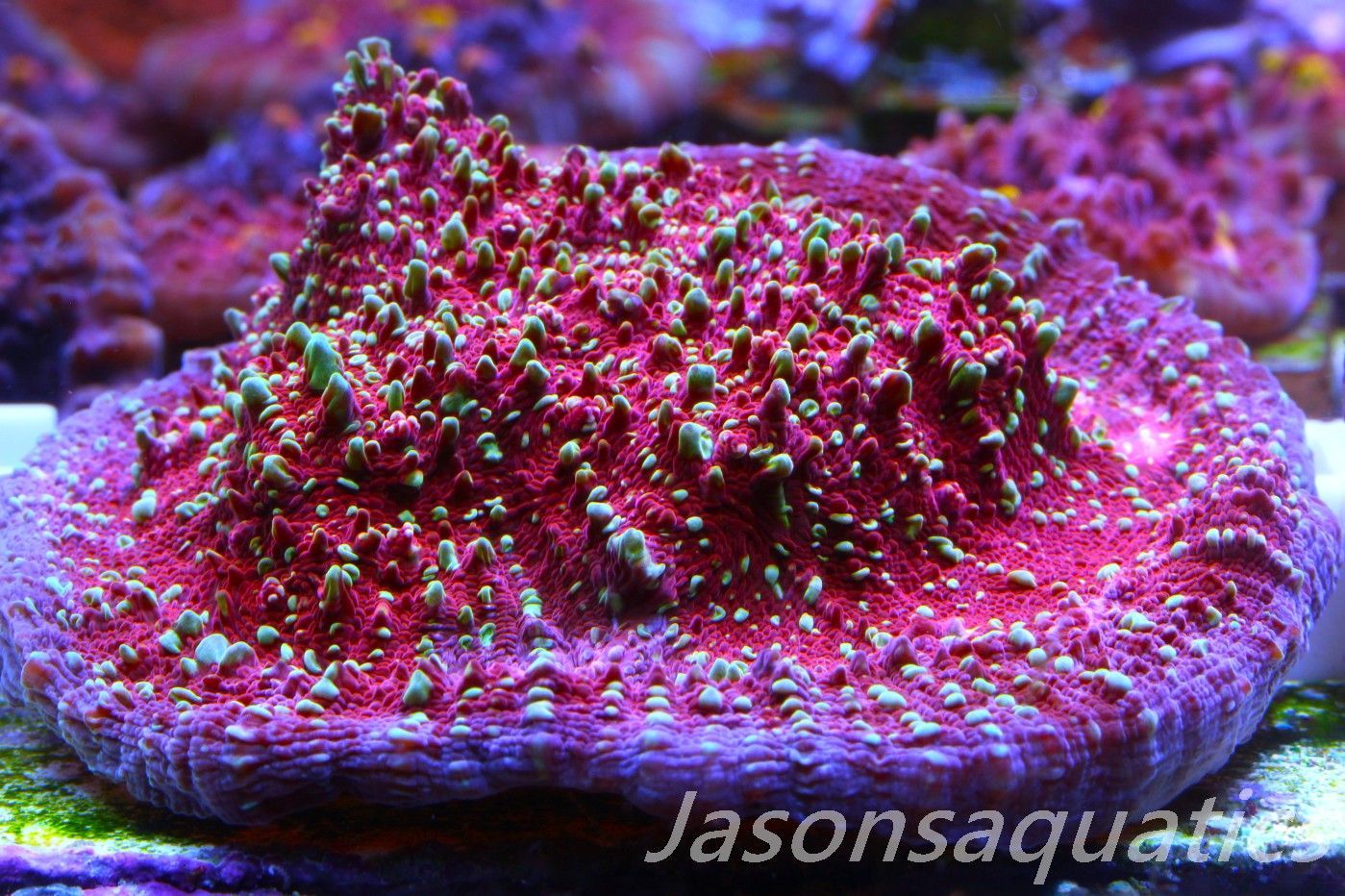 Echinophyllia, Jason Fox Gold Meister Chalice, Small colony Frag A Echinophyllia, Jason Fox Gold Meister Chalice, Small colony Frag A