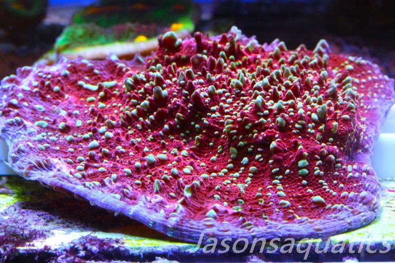 Echinophyllia, Jason Fox Gold Meister Chalice, Small colony Frag A