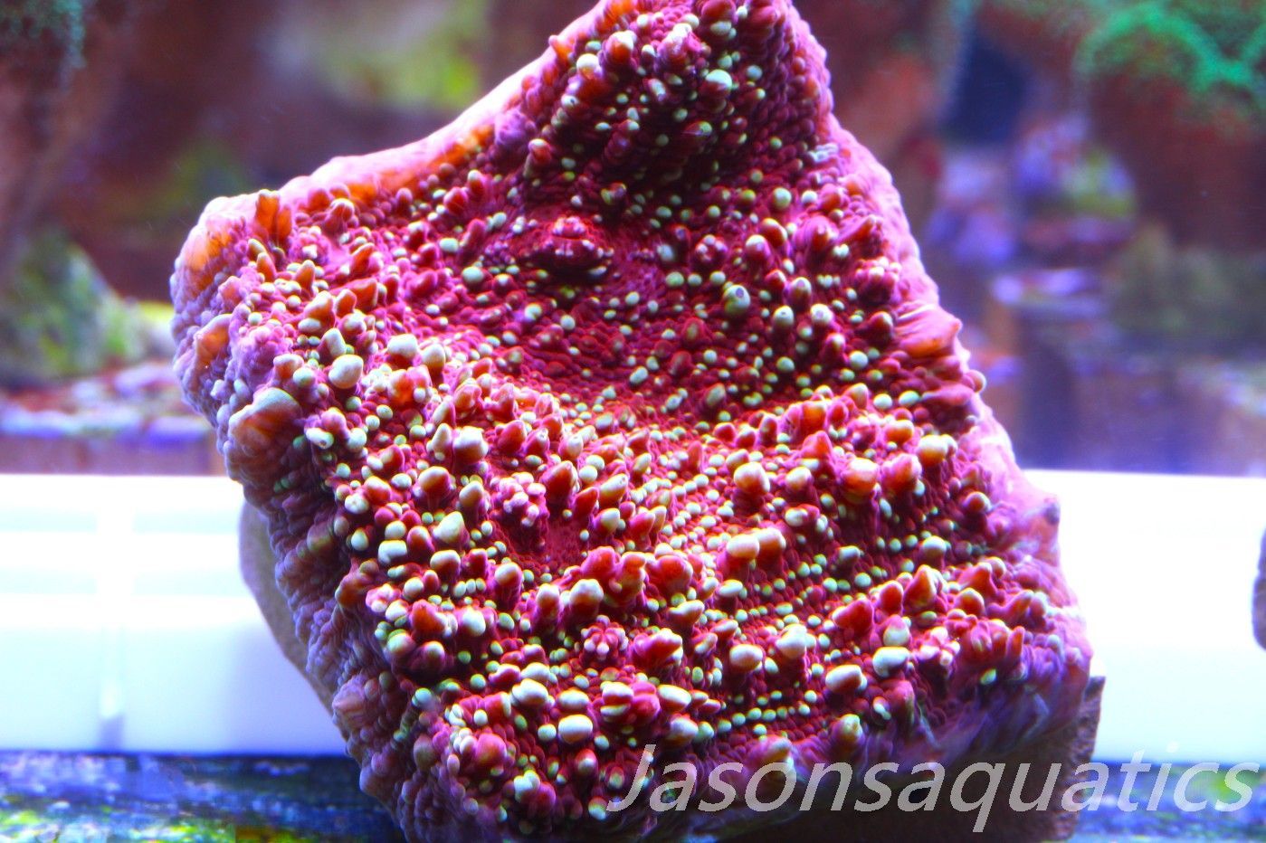 Echinophyllia, Jason Fox Gold Meister Chalice,Frag A