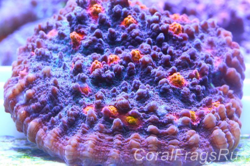 Echinophyllia ,Pink and orange Mouths