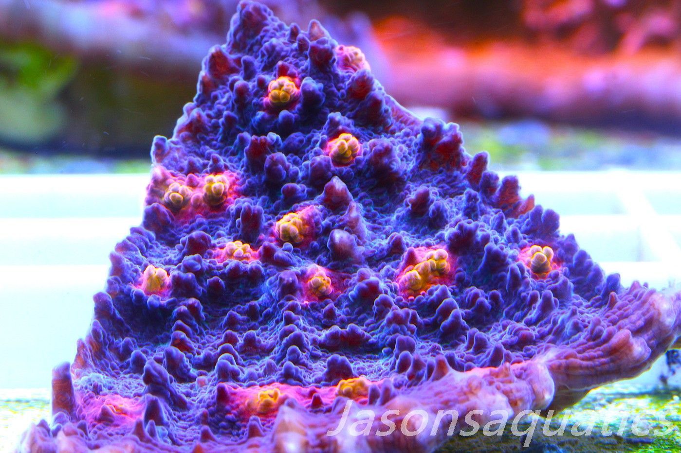 Echinophyllia, Pink & Orange Mouths Frag A