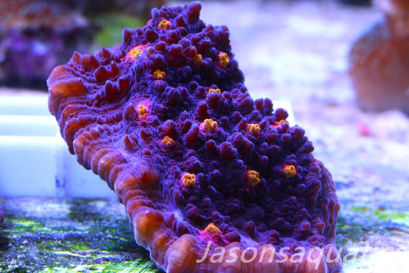 Echinophyllia, Pink & Orange Mouths Frag A