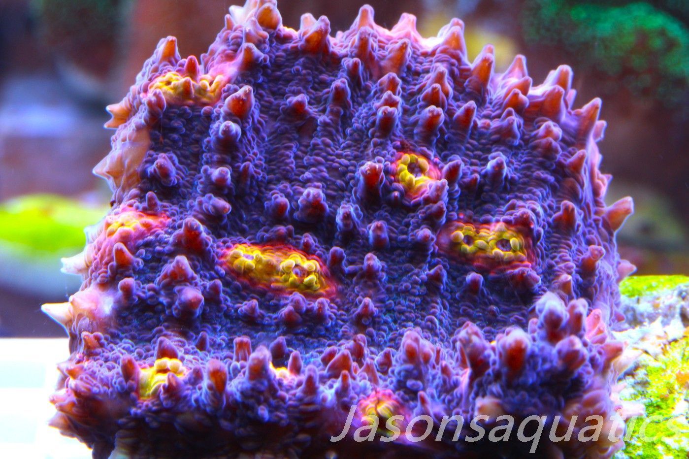 Echinophyllia, Pink & Orange Mouths Frag A