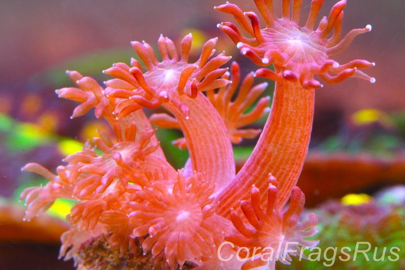 Goniopora, Australian Red Goni