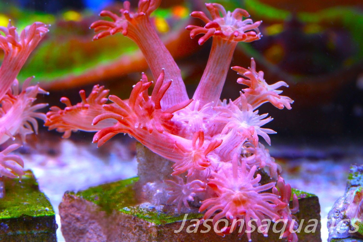 Goniopora, Australian Red Goni Frag A