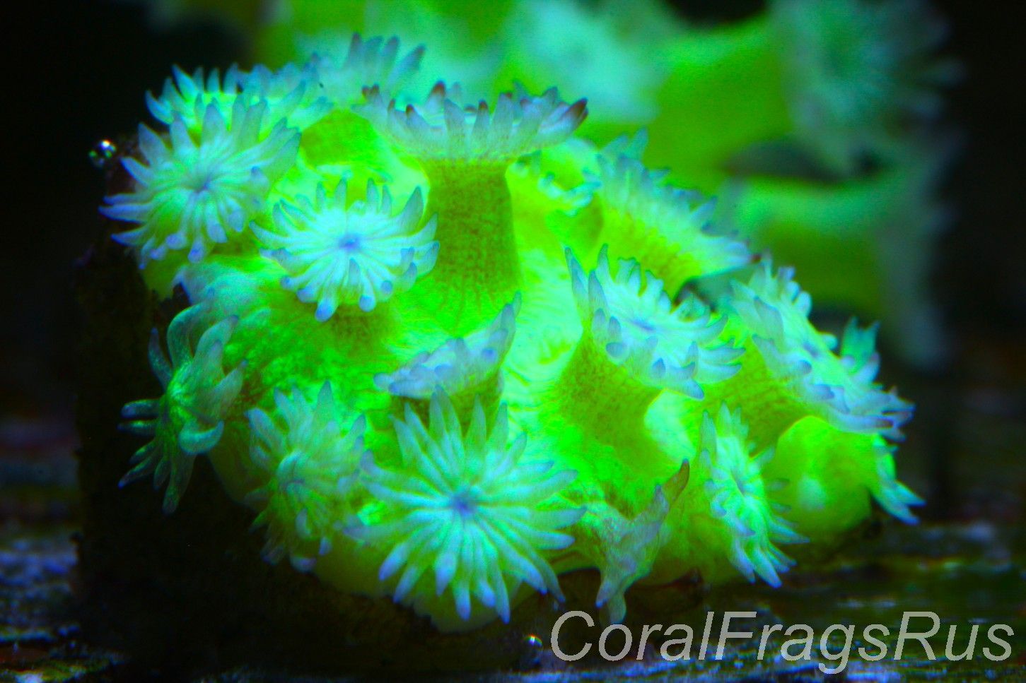 Goniopora Glitter Bomb Goniopora Glitter Bomb