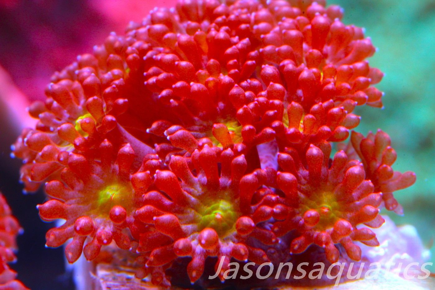 Iron Man Goniopra Bernardpora stutchburyi Frag A Iron Man Goniopra Bernardpora stutchburyi Frag A