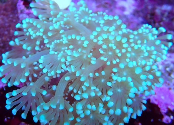 Goniopora lobata,Bright green