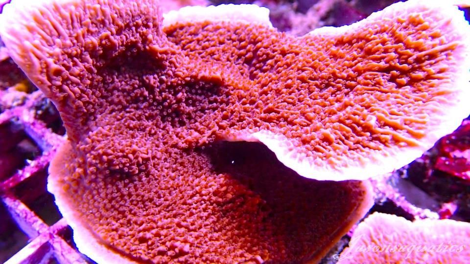 Montipora Capricornis Red