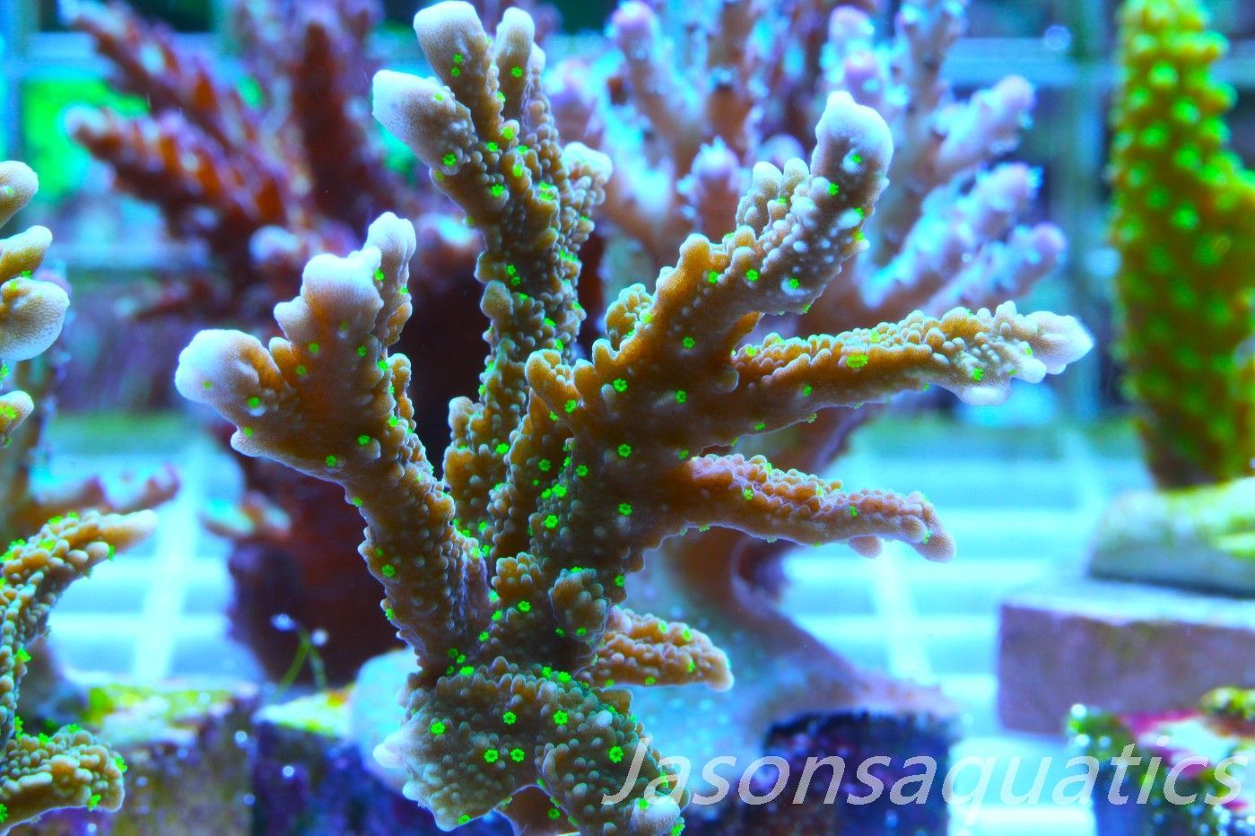 Montipora Hirsuta (Medusa) Frag A Montipora Hirsuta (Medusa) Frag A
