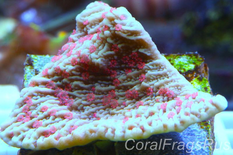 Montipora.Lime green with bright red Polyps