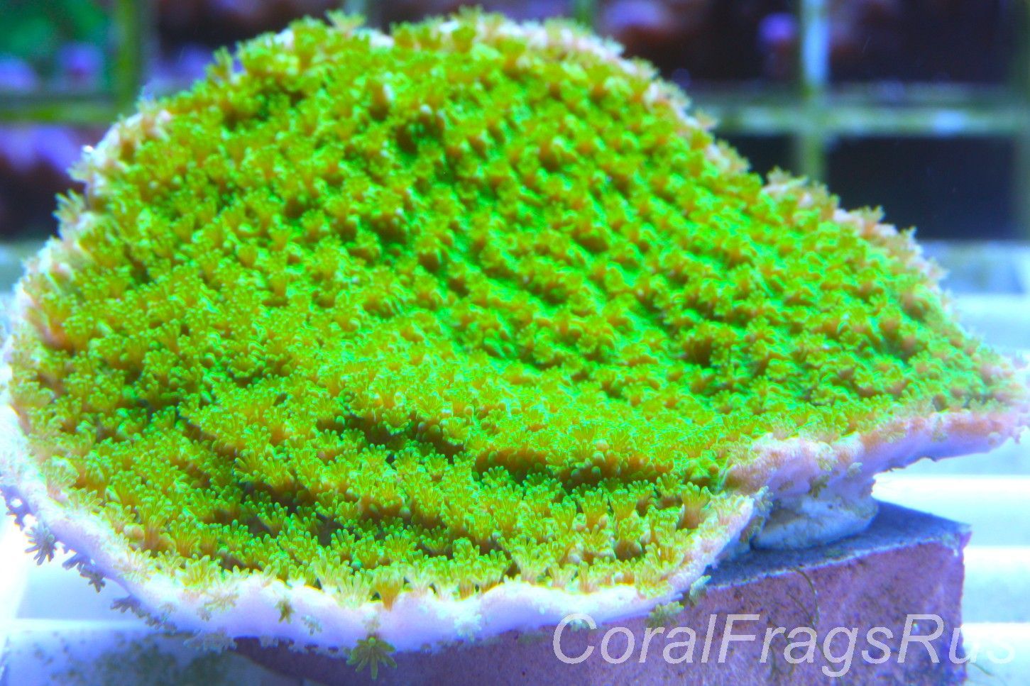 Montipora Plate,Electric Green Montipora Plate,Electric Green