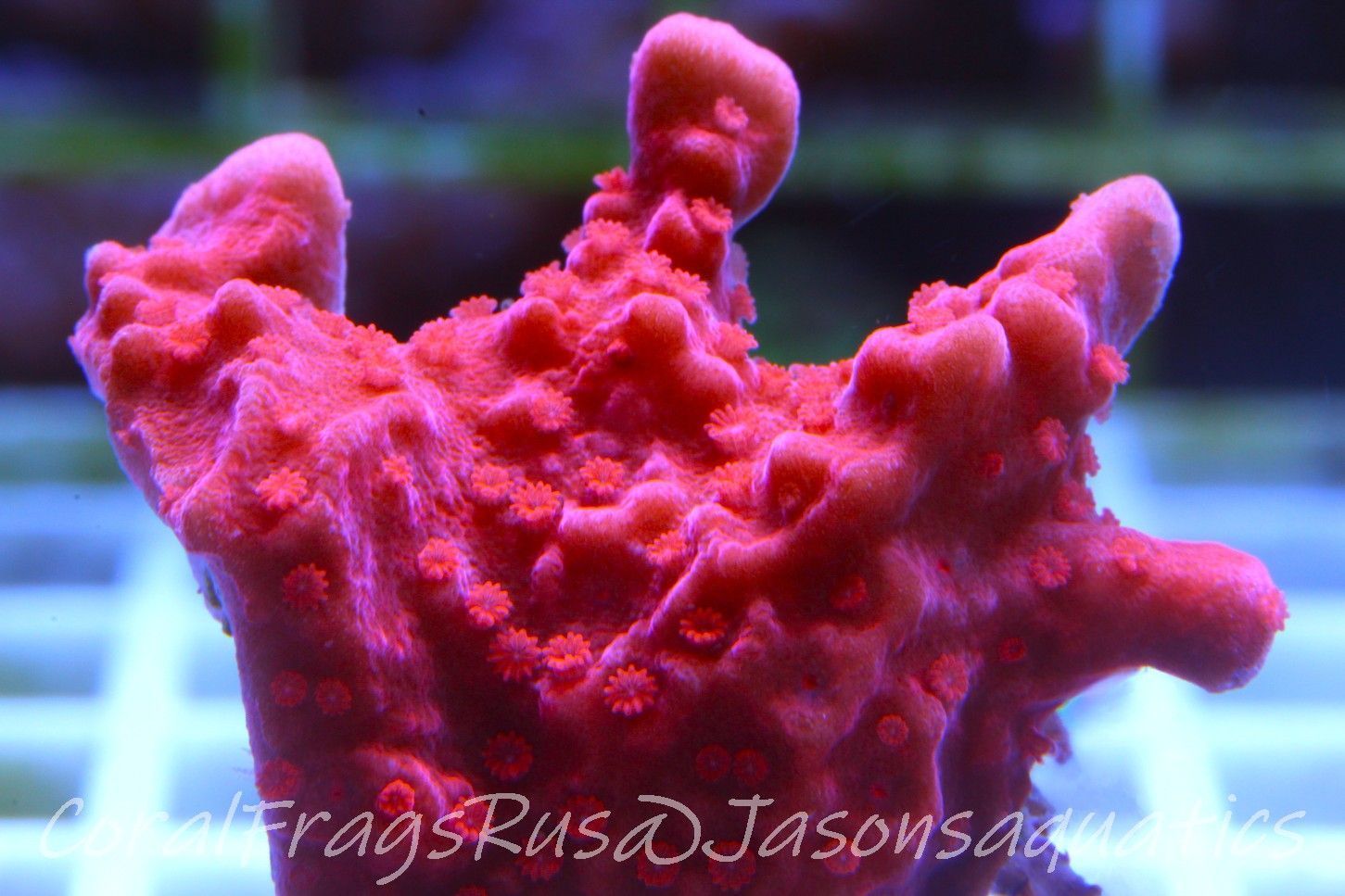 Montipora Setosa Frag A Montipora Setosa Frag A