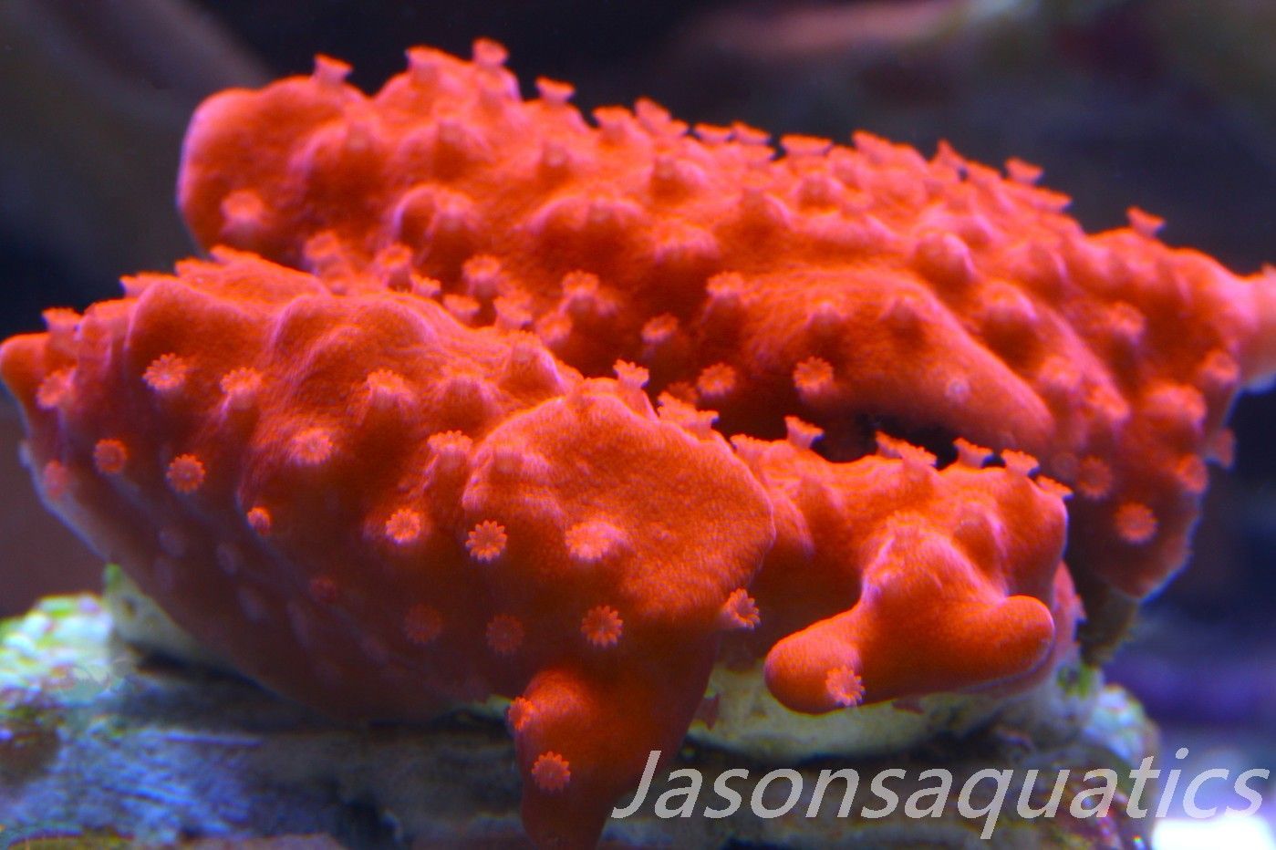 Montipora Setosa Frag A Montipora Setosa Frag A