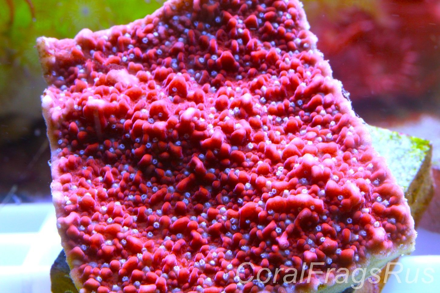 Montipora Snow Cap