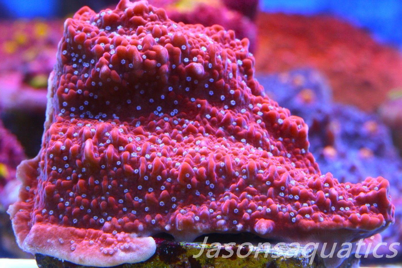 Montipora Snow Cap Frag A