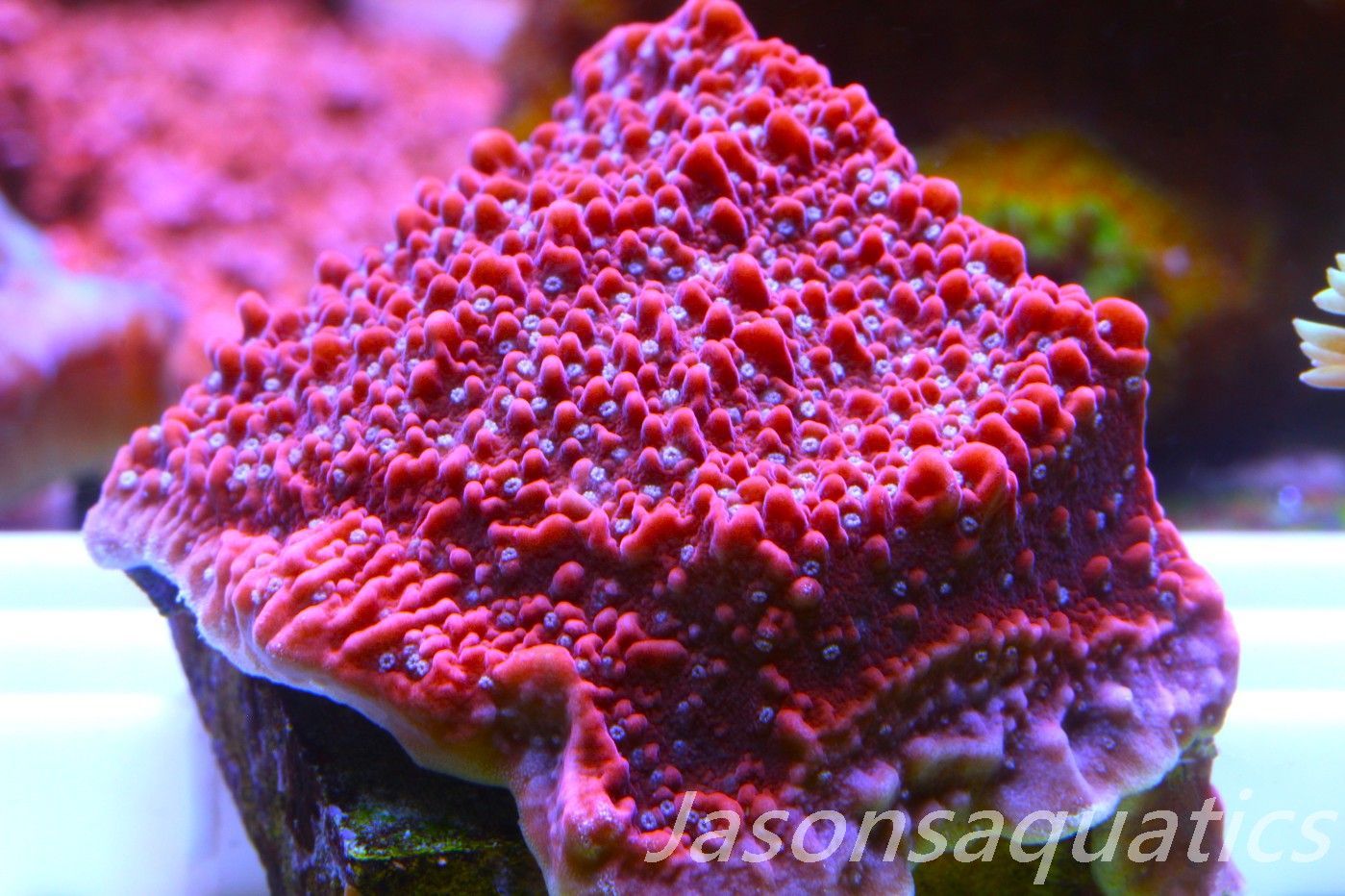 Montipora Snow Cap Frag A