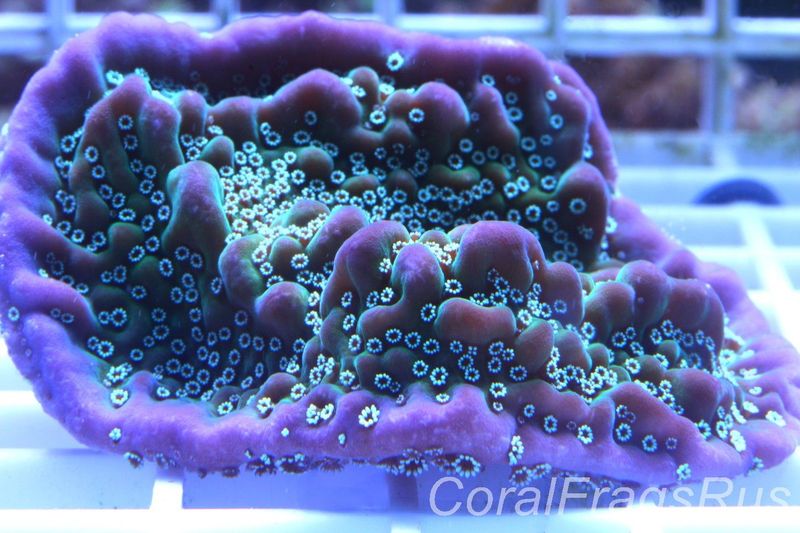Montipora, True Undata