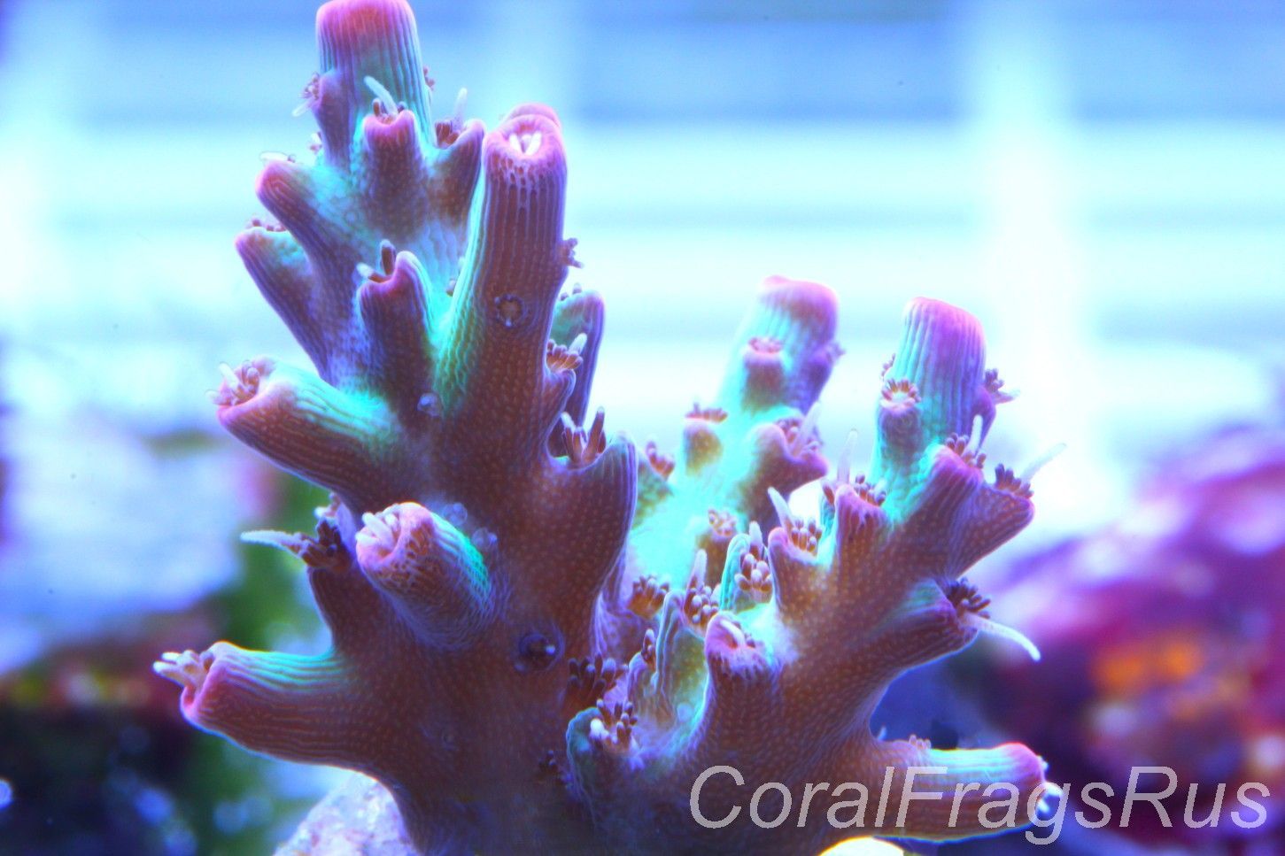 Acropora, Australian Lemon Zest Shortcake Acropora, Australian Lemon Zest Shortcake