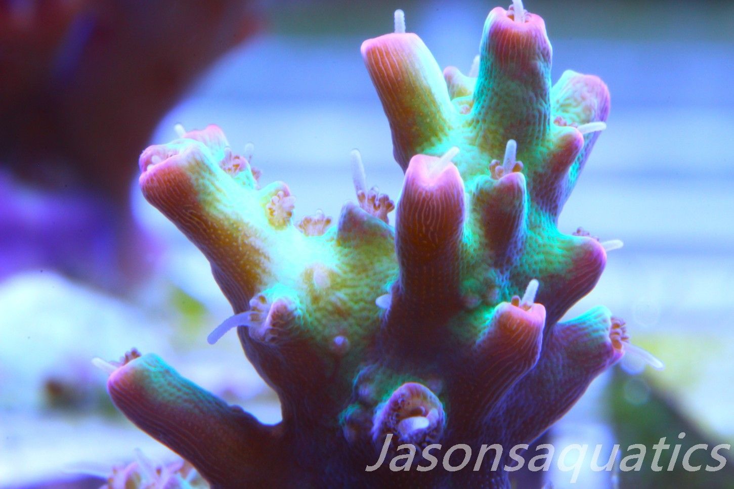 Acropora, Australian Lemon Zest Shortcake Frag A