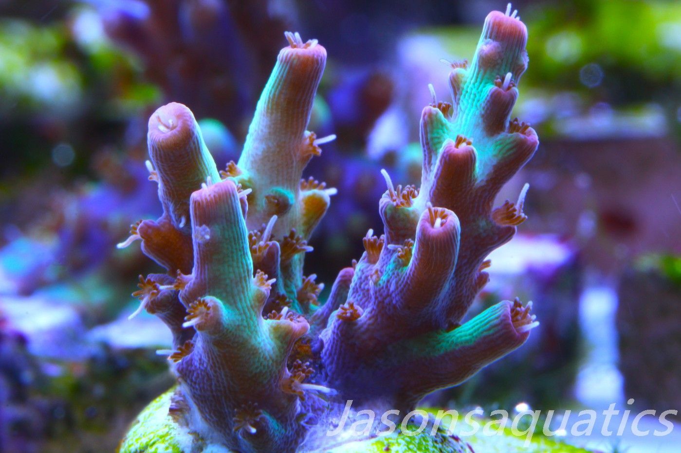 Acropora, Australian Lemon Zest Shortcake Frag A Acropora, Australian Lemon Zest Shortcake Frag A