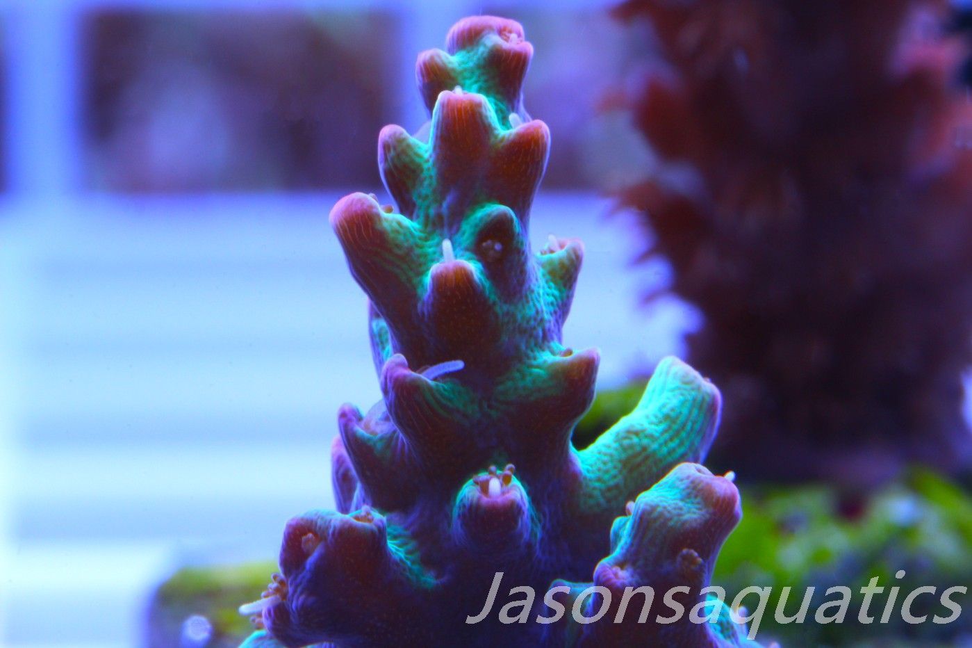 Acropora, Australian Lemon Zest Shortcake Frag A Acropora, Australian Lemon Zest Shortcake Frag A