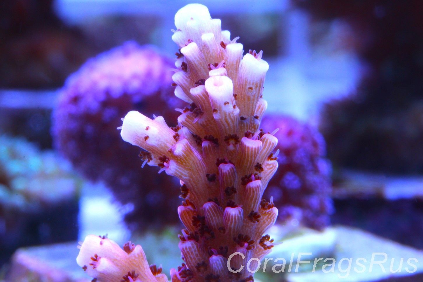 Acropora Bill Berry, AKA Sour Berry Frag A