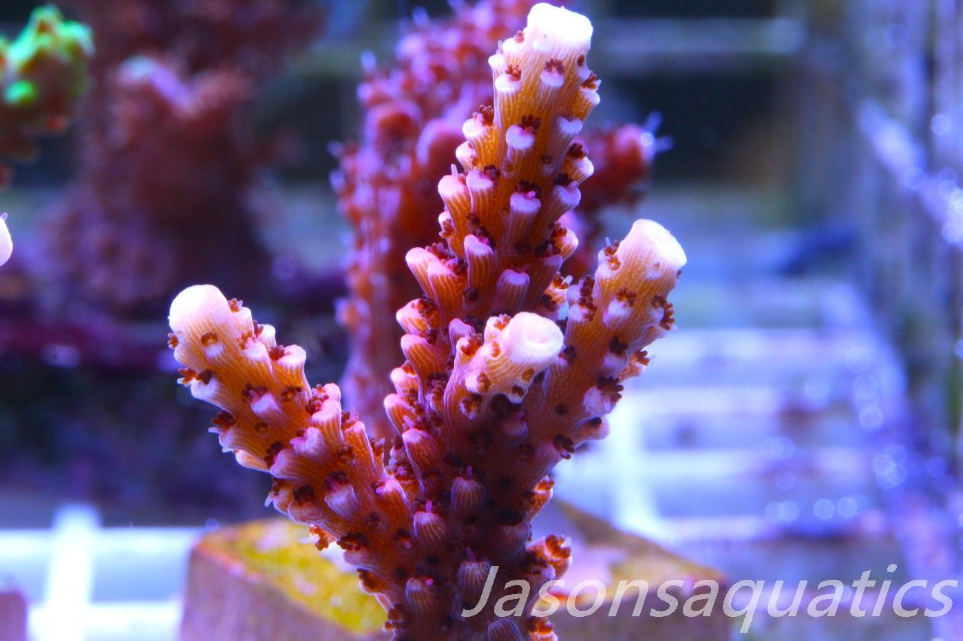 Acropora Bill Berry, AKA Sour Berry Frag A