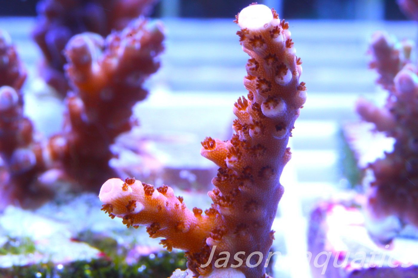 Acropora Bill Berry, AKA Sour Berry Frag A