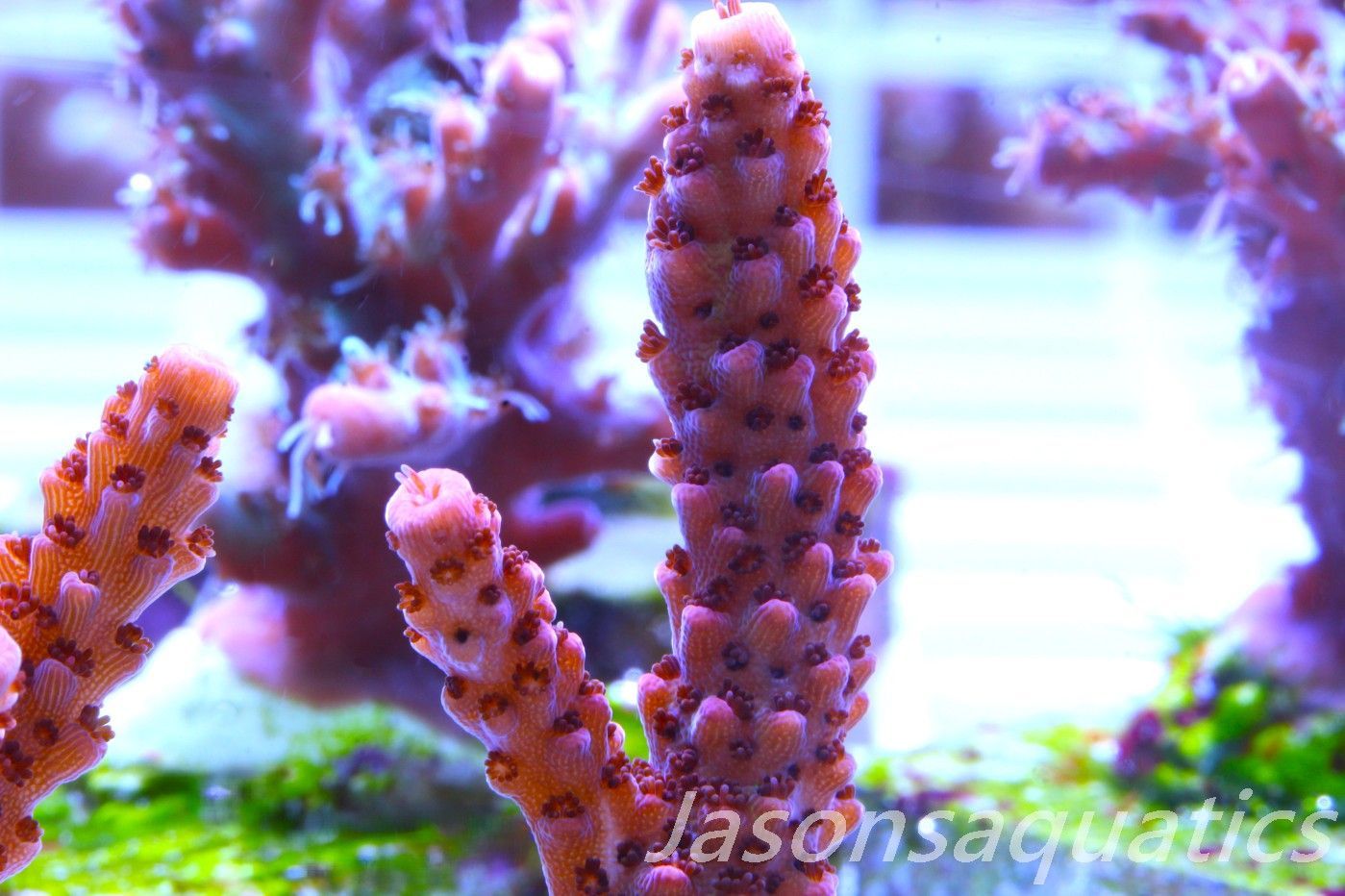 Acropora Bill Berry, AKA Sour Berry Frag A
