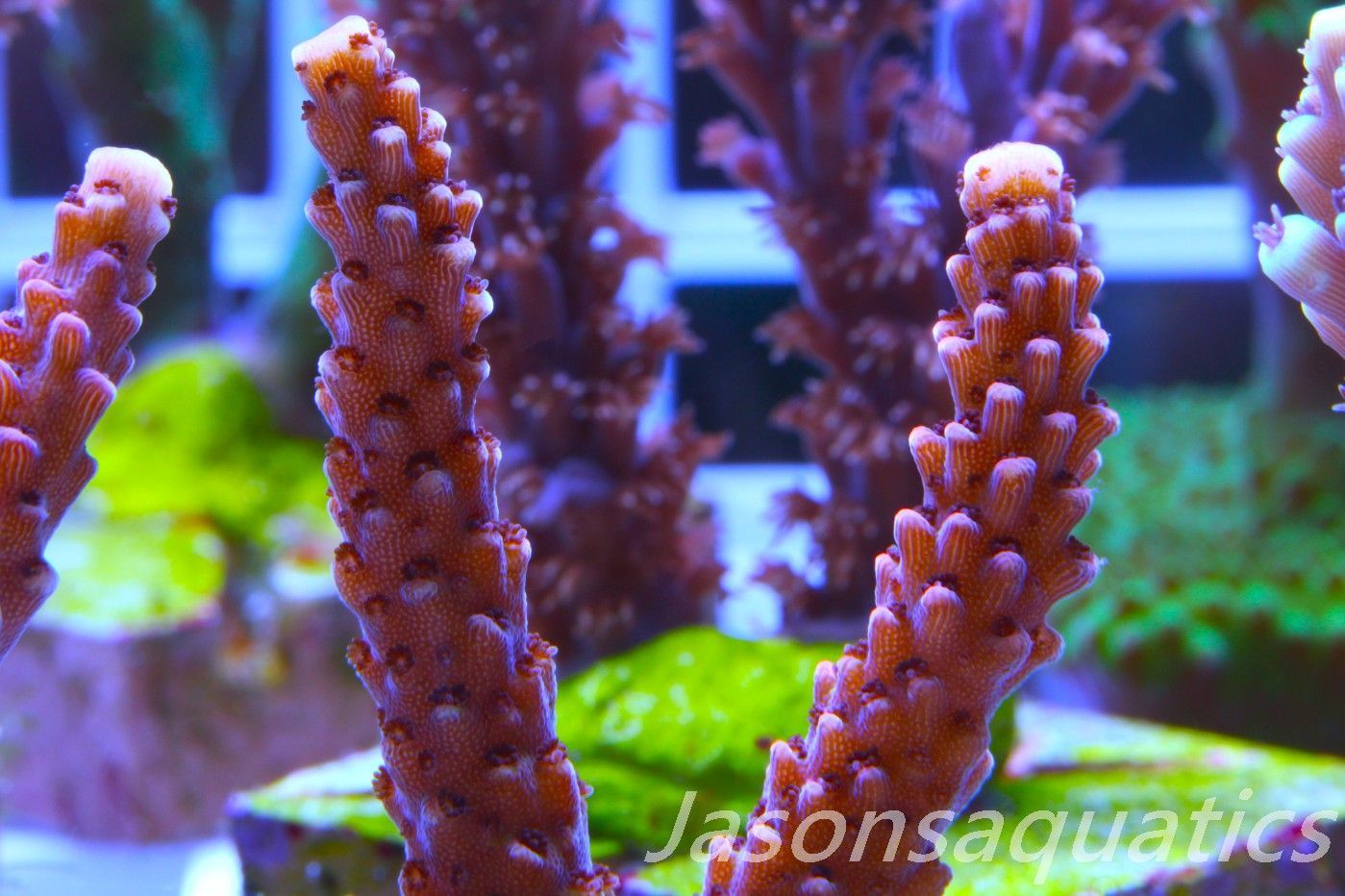 Acropora Bill Berry, AKA Sour Berry Frag A
