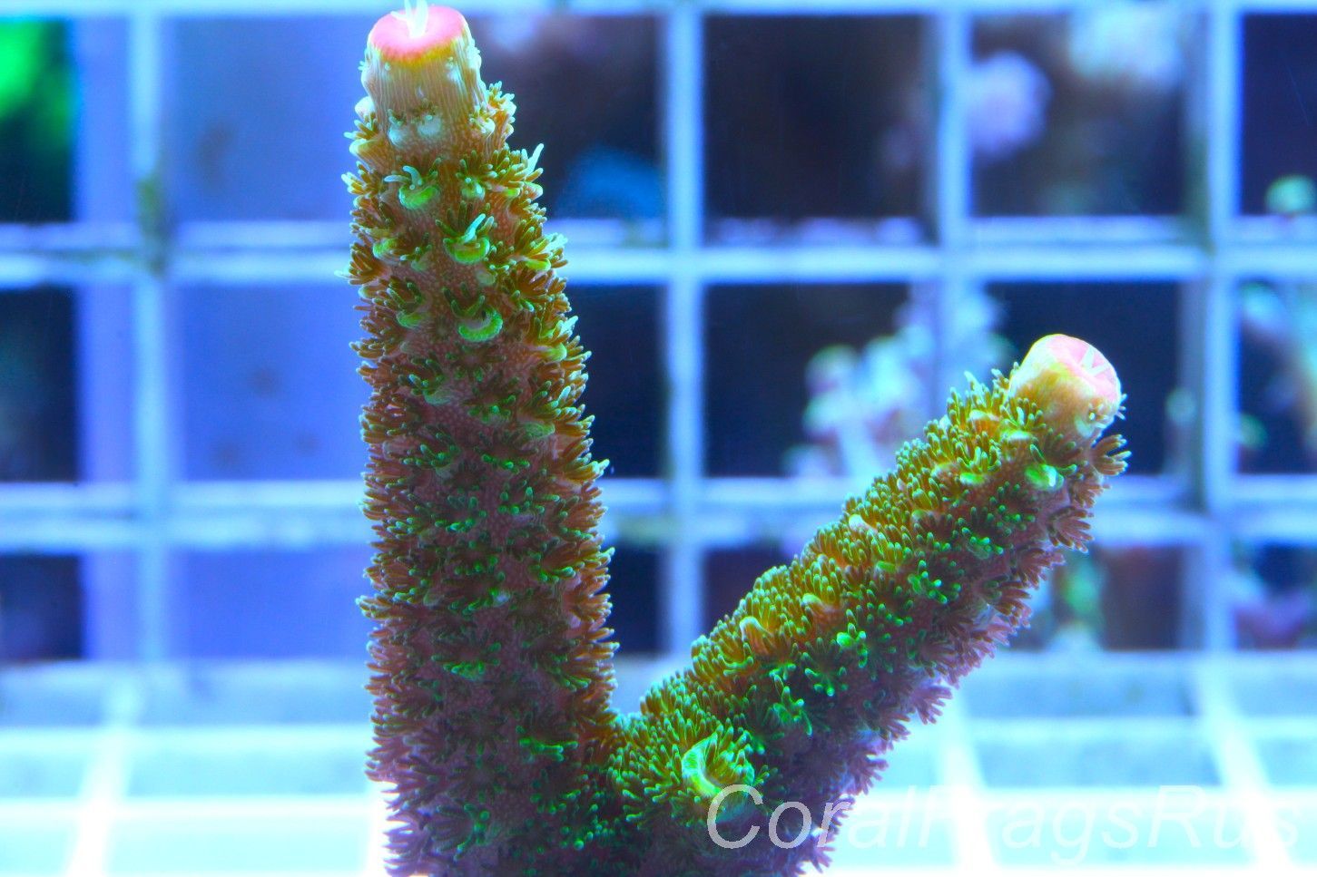 Acropora,Green Bali Slimer