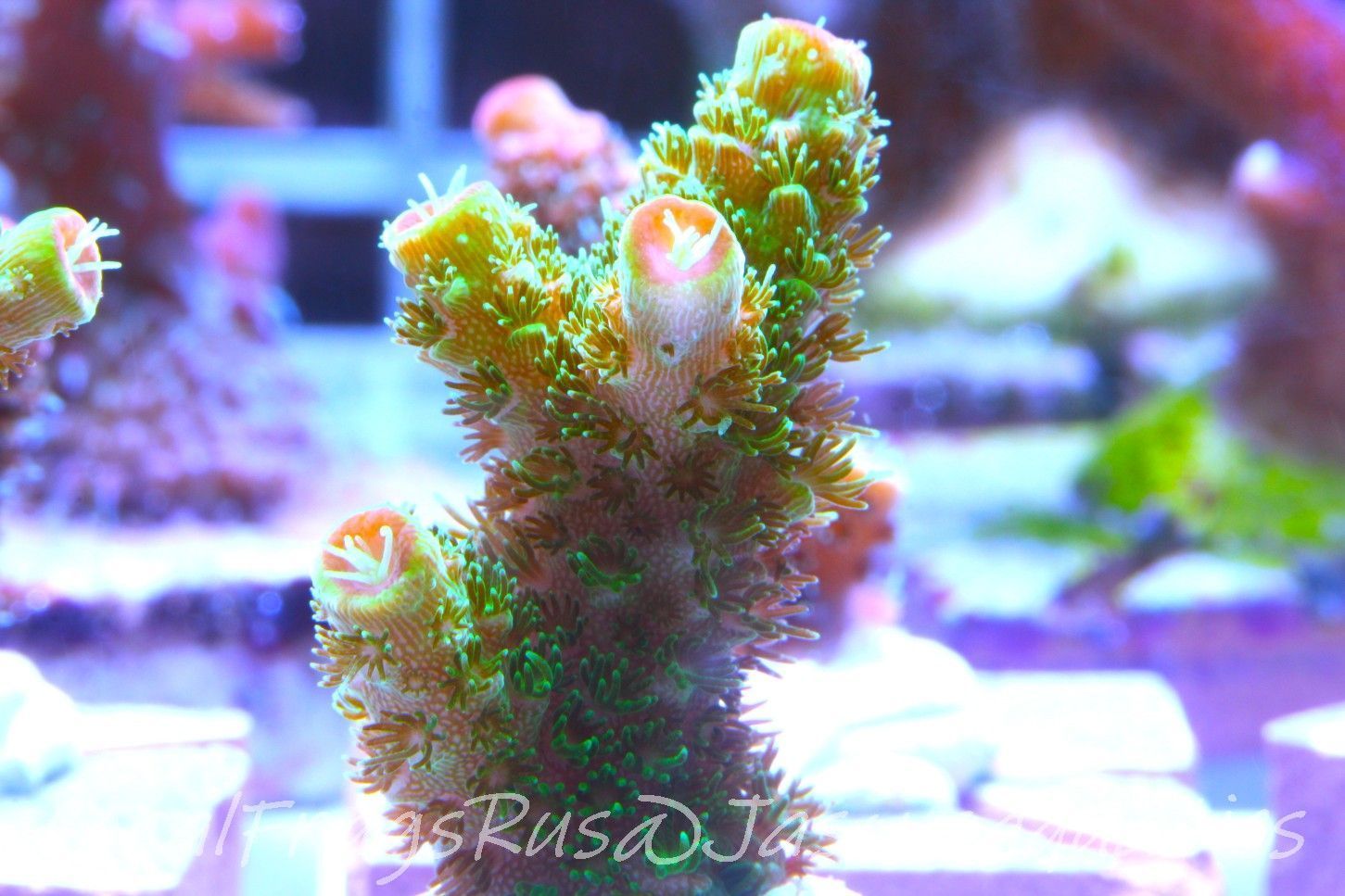 Acropora, Green Bali Slimer Frag A