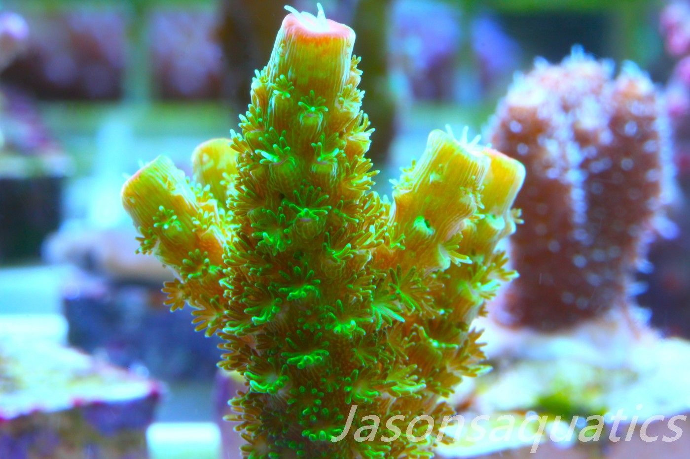 Acropora, Green Bali Slimer Frag A