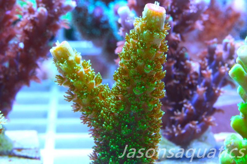 Acropora, Green Bali Slimer Frag A