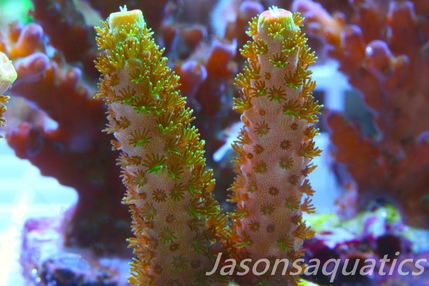Acropora, Green Bali Slimer Frag A