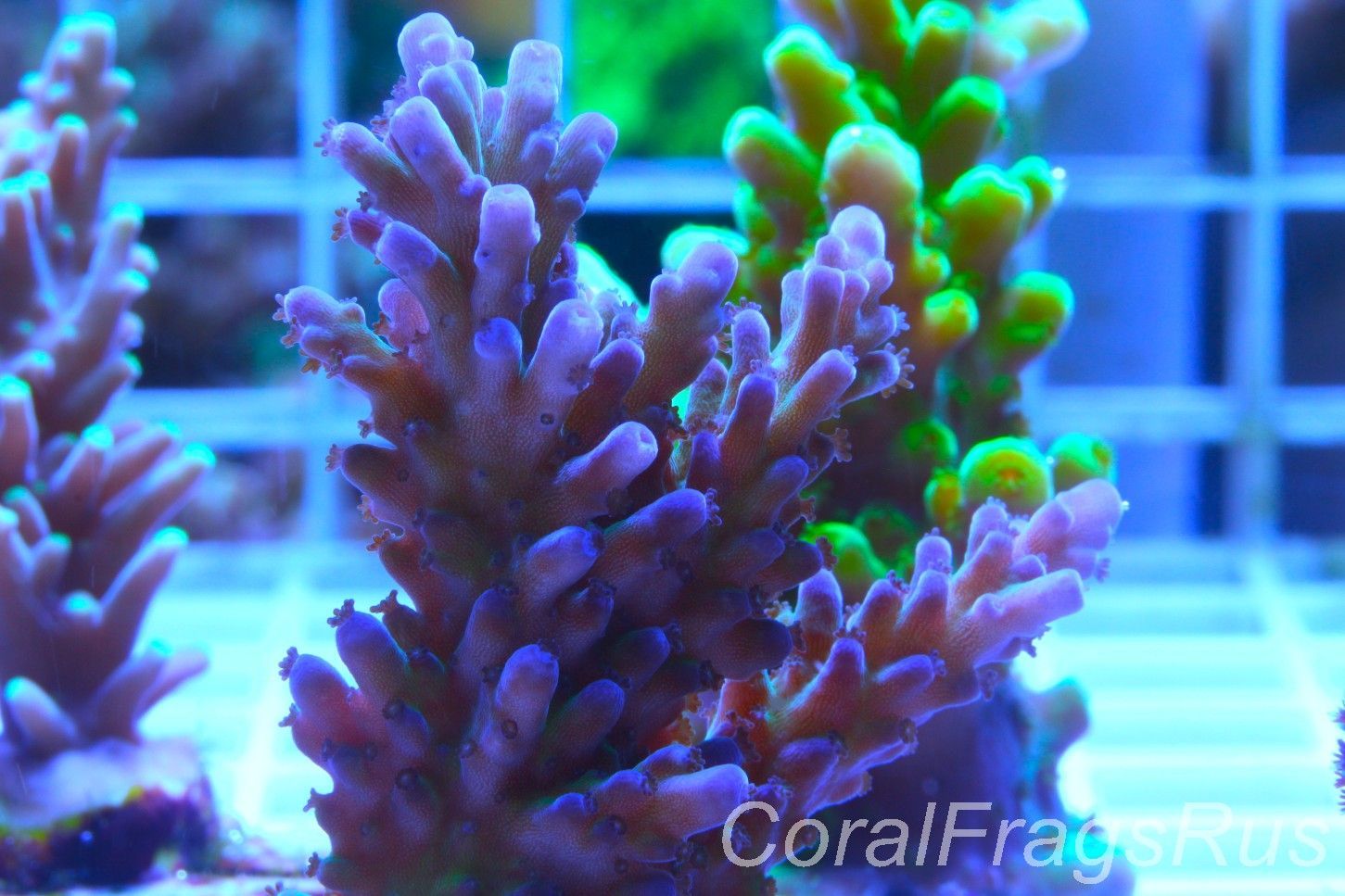 Acropora,Miyagi tort Acropora,Miyagi tort