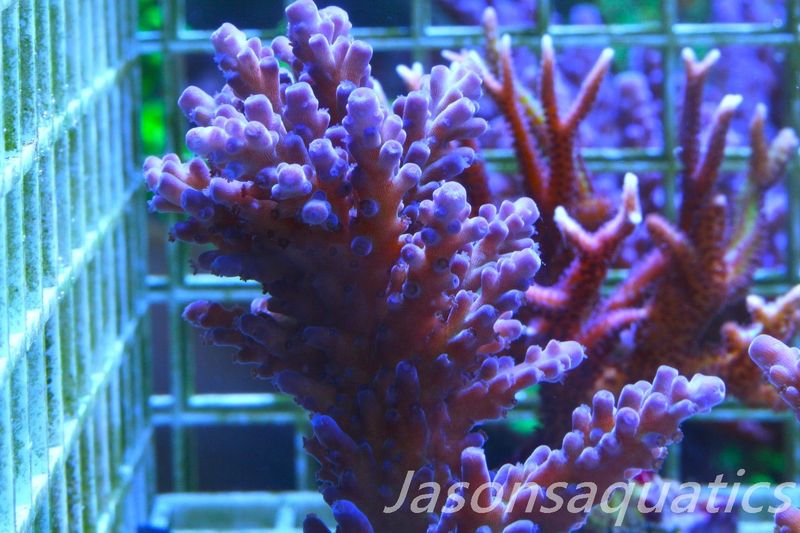 Acropora, Miyagi,Micro Colony,  Tort Frag A