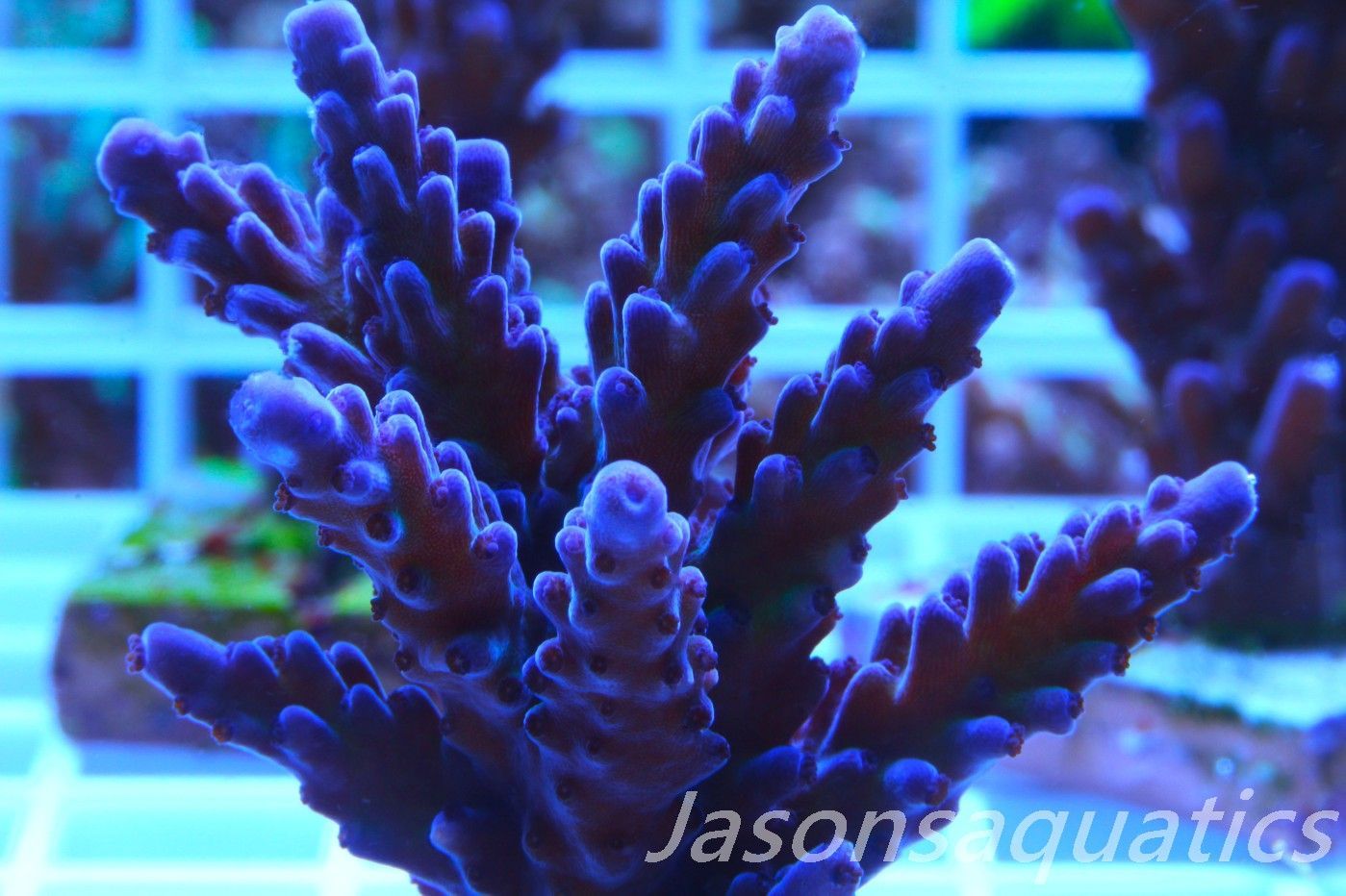 Acropora, Miyagi,Micro Colony, Tort Frag A Acropora, Miyagi,Micro Colony, Tort Frag A