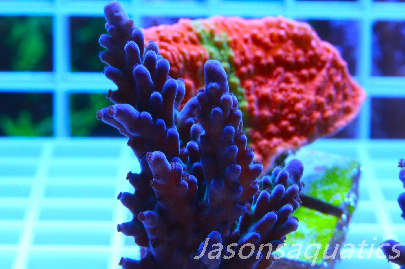 Acropora, Miyagi Tort (Large Frag) Frag A Acropora, Miyagi Tort (Large Frag) Frag A