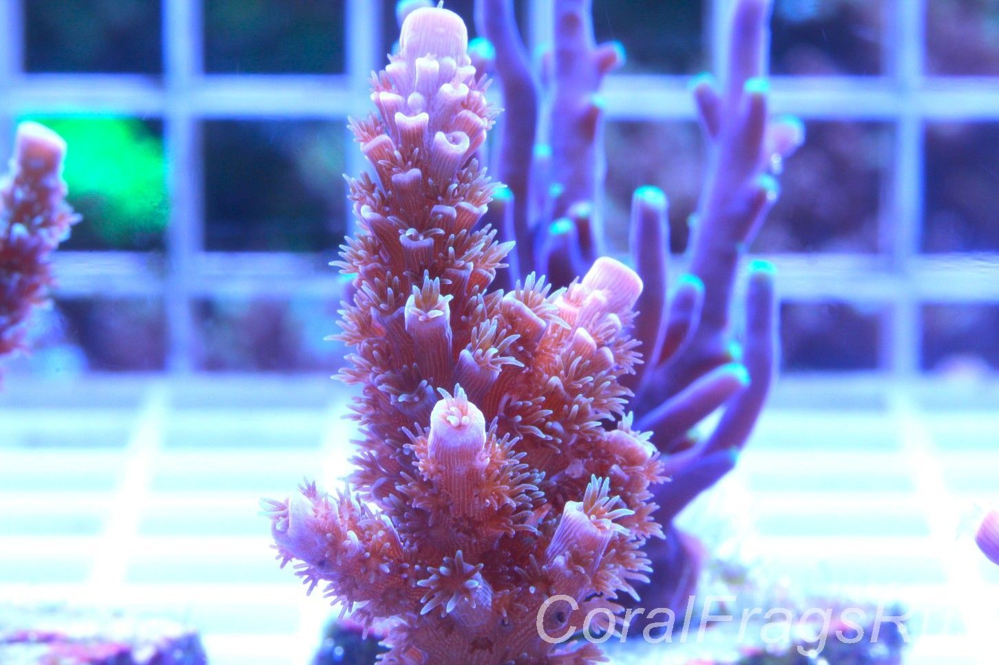 Acropora Pink Tenuis