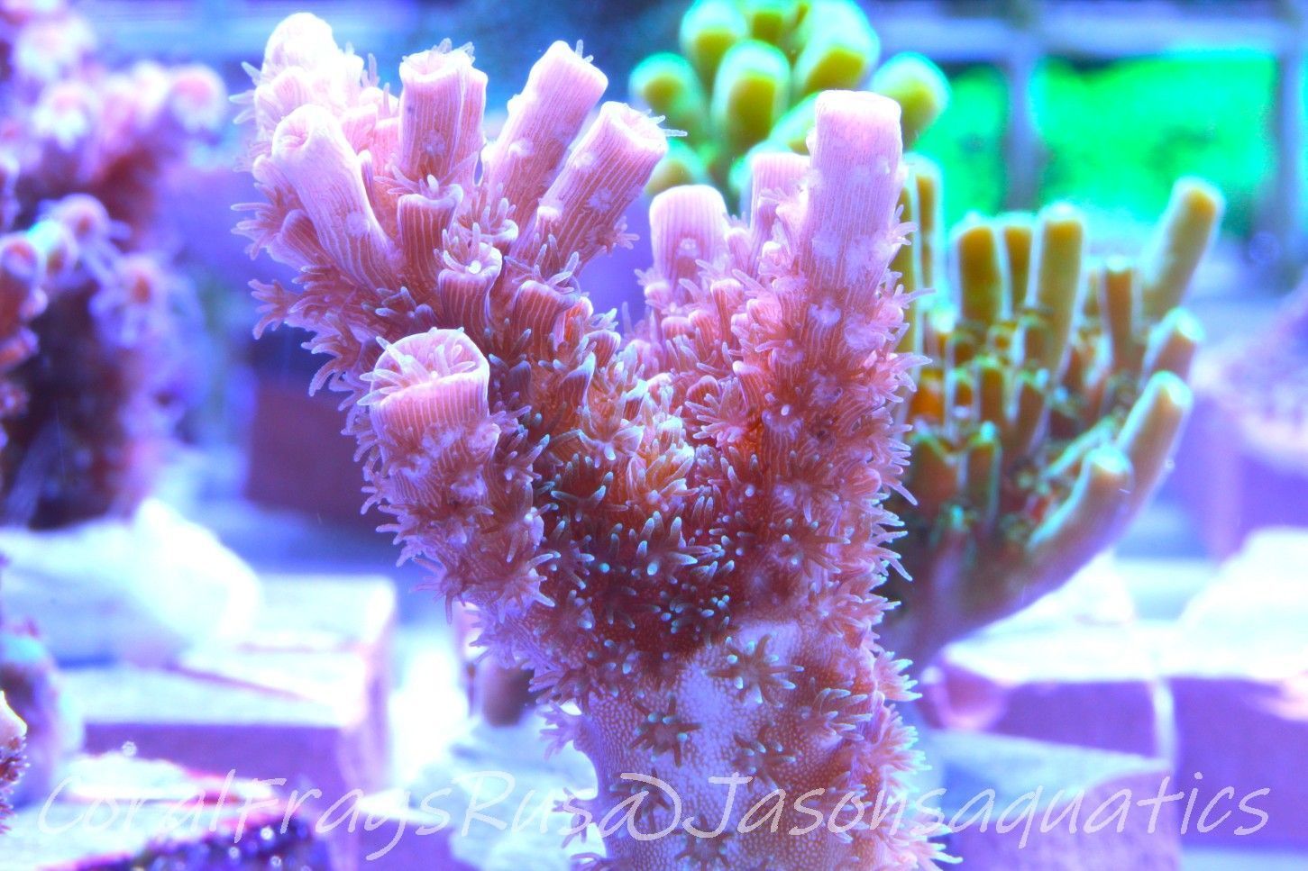 Acropora Pink Tenuis Frag A