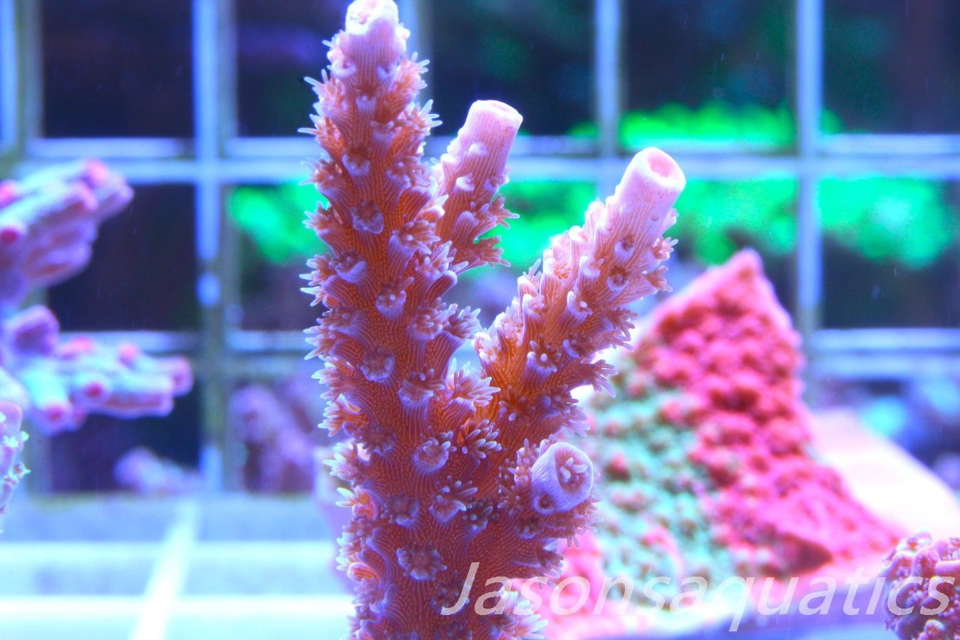 Acropora Pink Tenuis Frag A