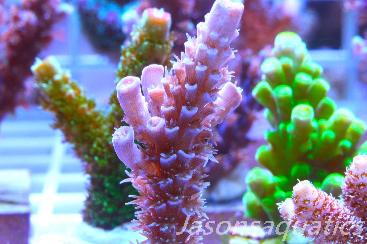 Acropora Pink Tenuis Frag A