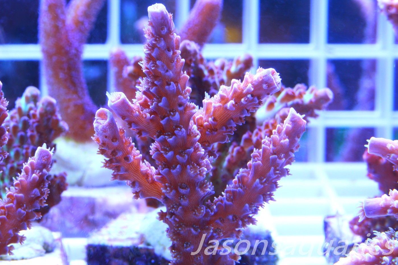 Acropora Pink Tenuis (Acropora Bifaria) Frag A