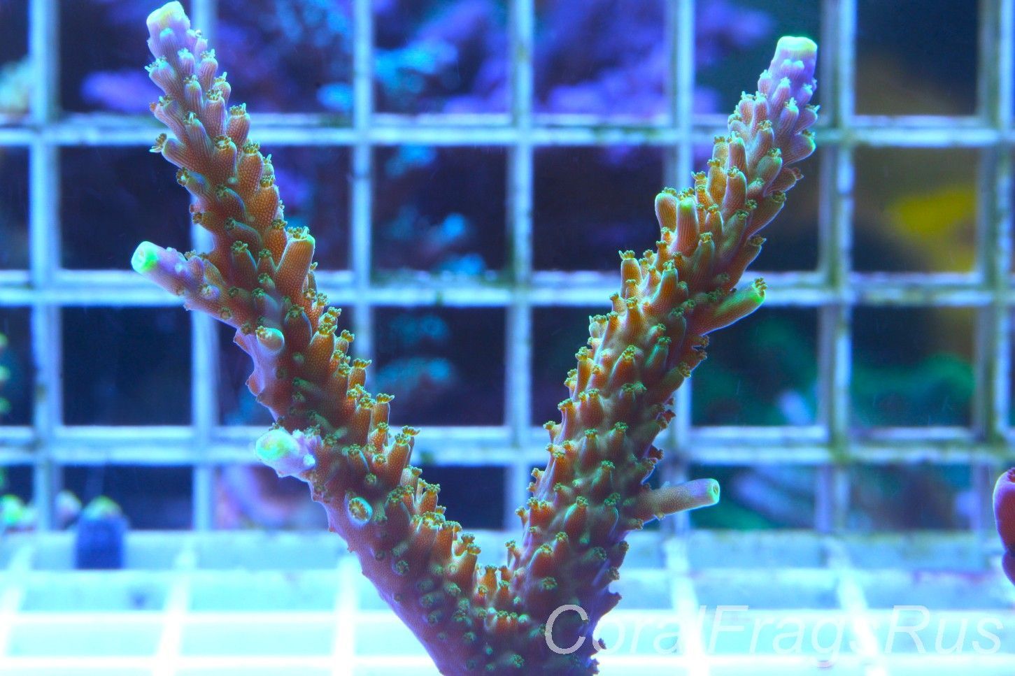 Acropora Tri colour, AKA Joker