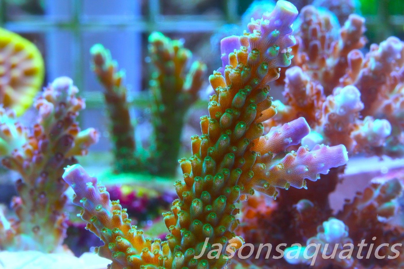 Acropora Tri colour, AKA Joker Frag A