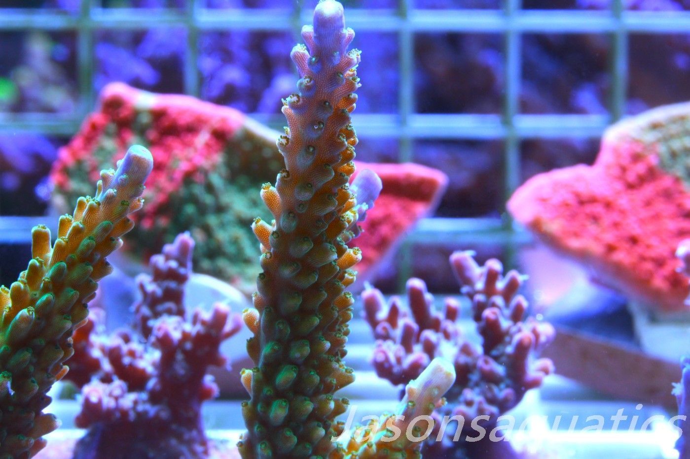 Acropora Tri colour, AKA Joker Frag A
