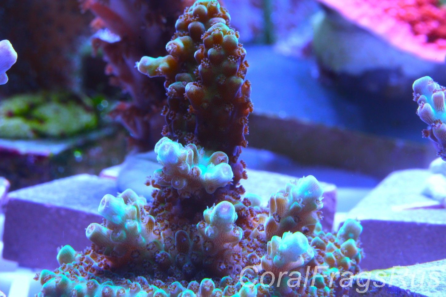 Acropora, Ultra Rare Australian Chroma Nova