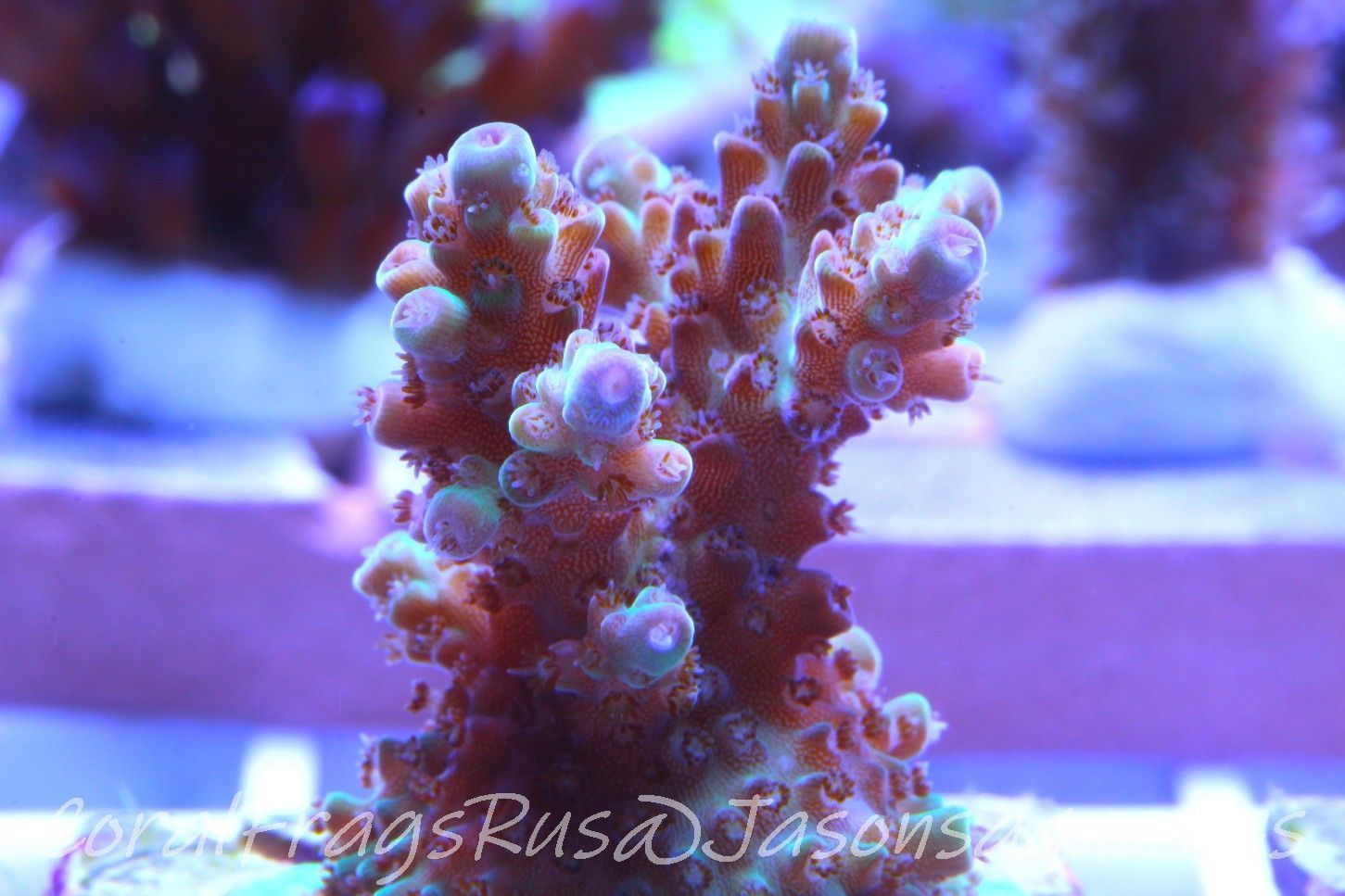 Acropora, Ultra Rare Australian Chroma Nova Frag A